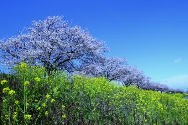 小貝川ふれあい公園　桜と菜の花